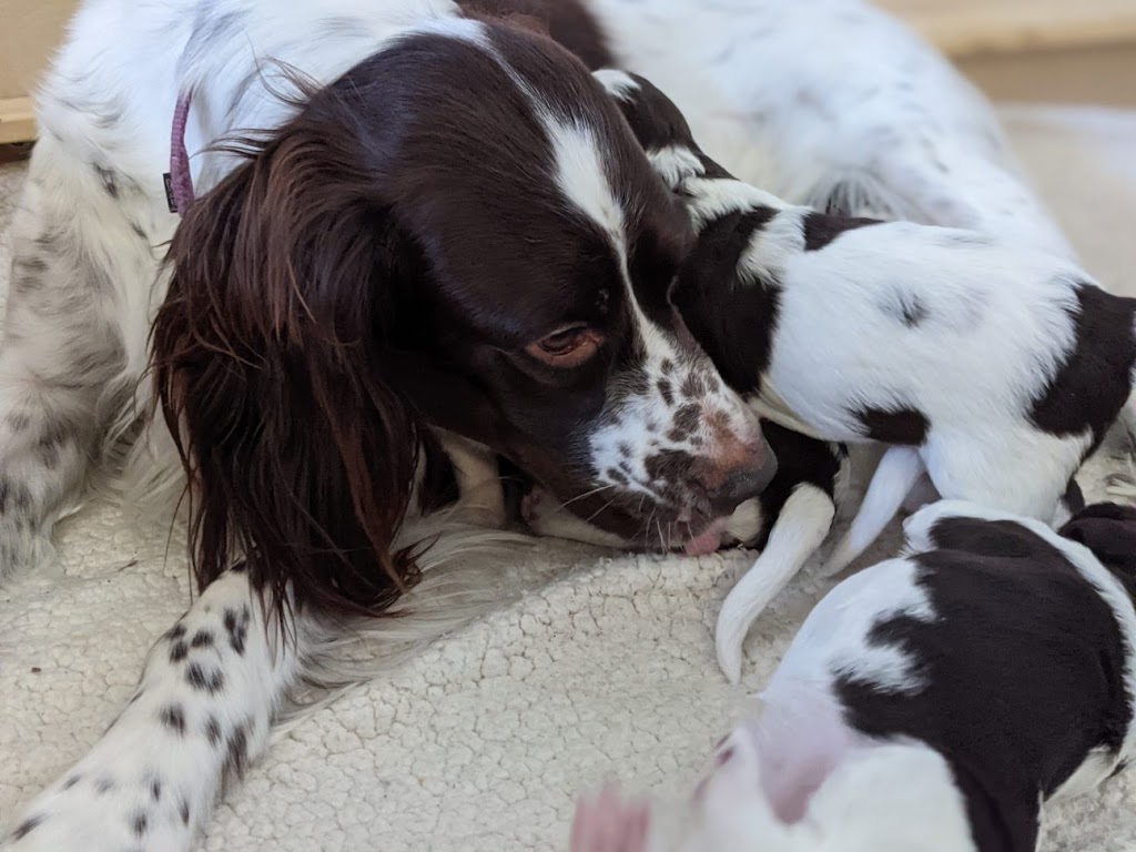 Épagneul français chiots élevage Perdrioles | 24 chemin des montagnais, Sutton, QC J0E 2K0, Canada | Phone: (514) 502-1186