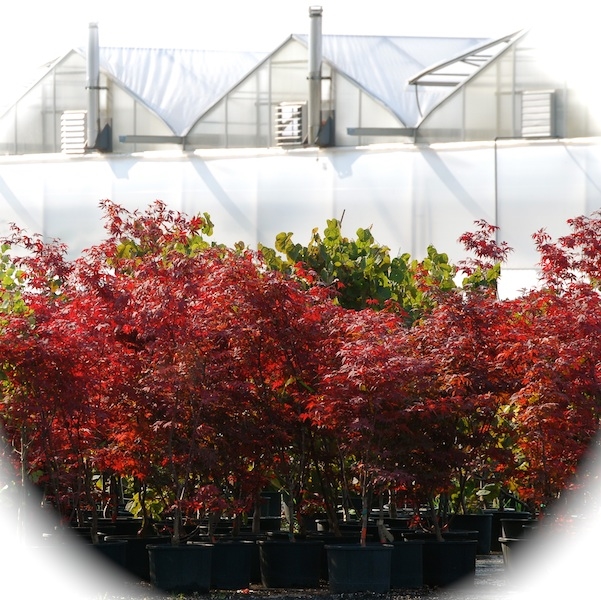 Putzer Nursery | 7314 Sixth Line, Hornby, ON L0P 1E0, Canada | Phone: (905) 878-7226