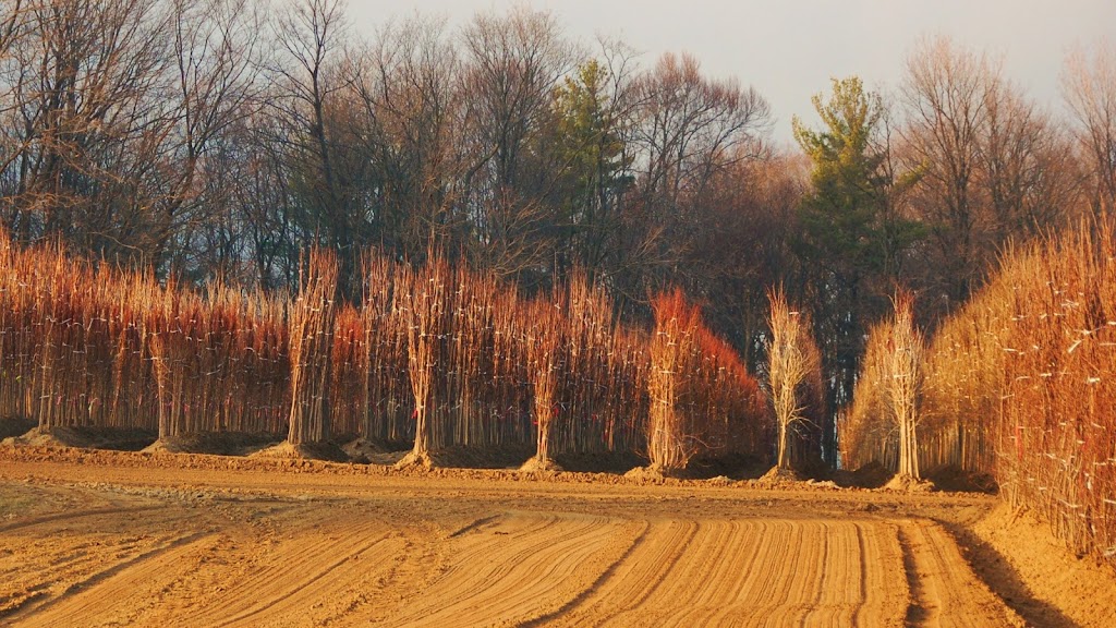 Winkelmolen Nursery | 148 Lynden Rd, Lynden, ON L0R 1T0, Canada | Phone: (519) 647-3912