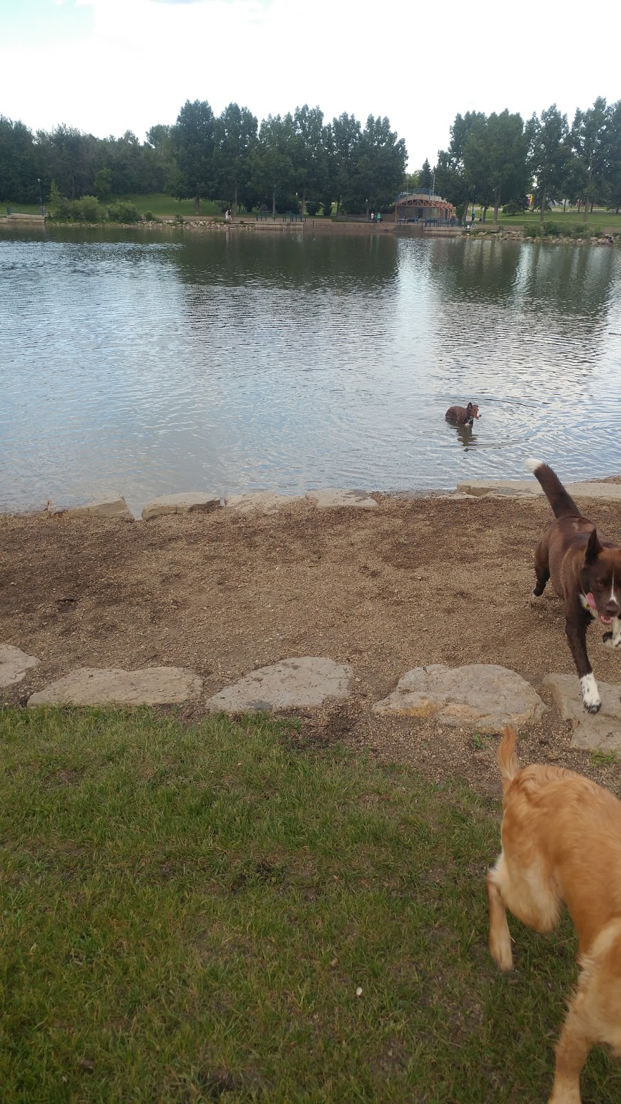 Lacombe Lake Dog Park | 151 McKenney Ave, St. Albert, AB T8N 2T7, Canada | Phone: (780) 458-7700