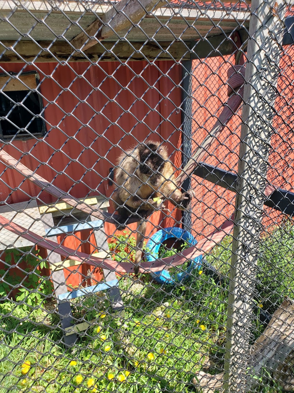 Story Book Farm Primate Sanctuary | 2315 Concession Rd 10, Sunderland, ON L0C 1H0, Canada | Phone: (416) 816-4800