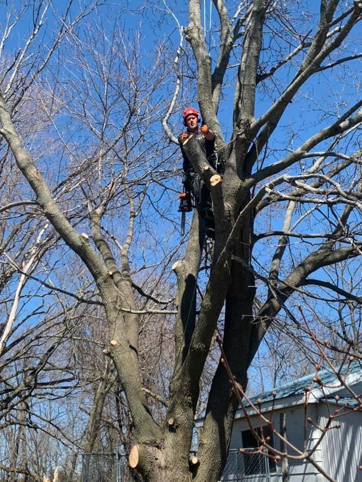 Sargeant Tree Removal | 17761 Road 509, Sharbot Lake, ON K0H 2P0, Canada | Phone: (613) 876-3315