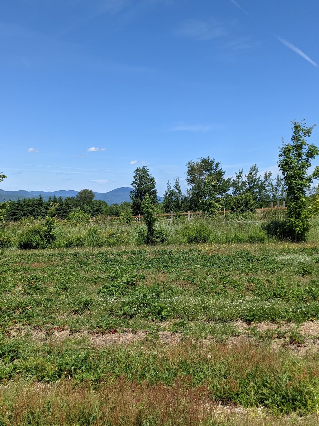 Ferme R. Giguère | 2050 Chem. Royal, Sainte-Famille, QC G0A 3P0, Canada | Phone: (418) 829-1298