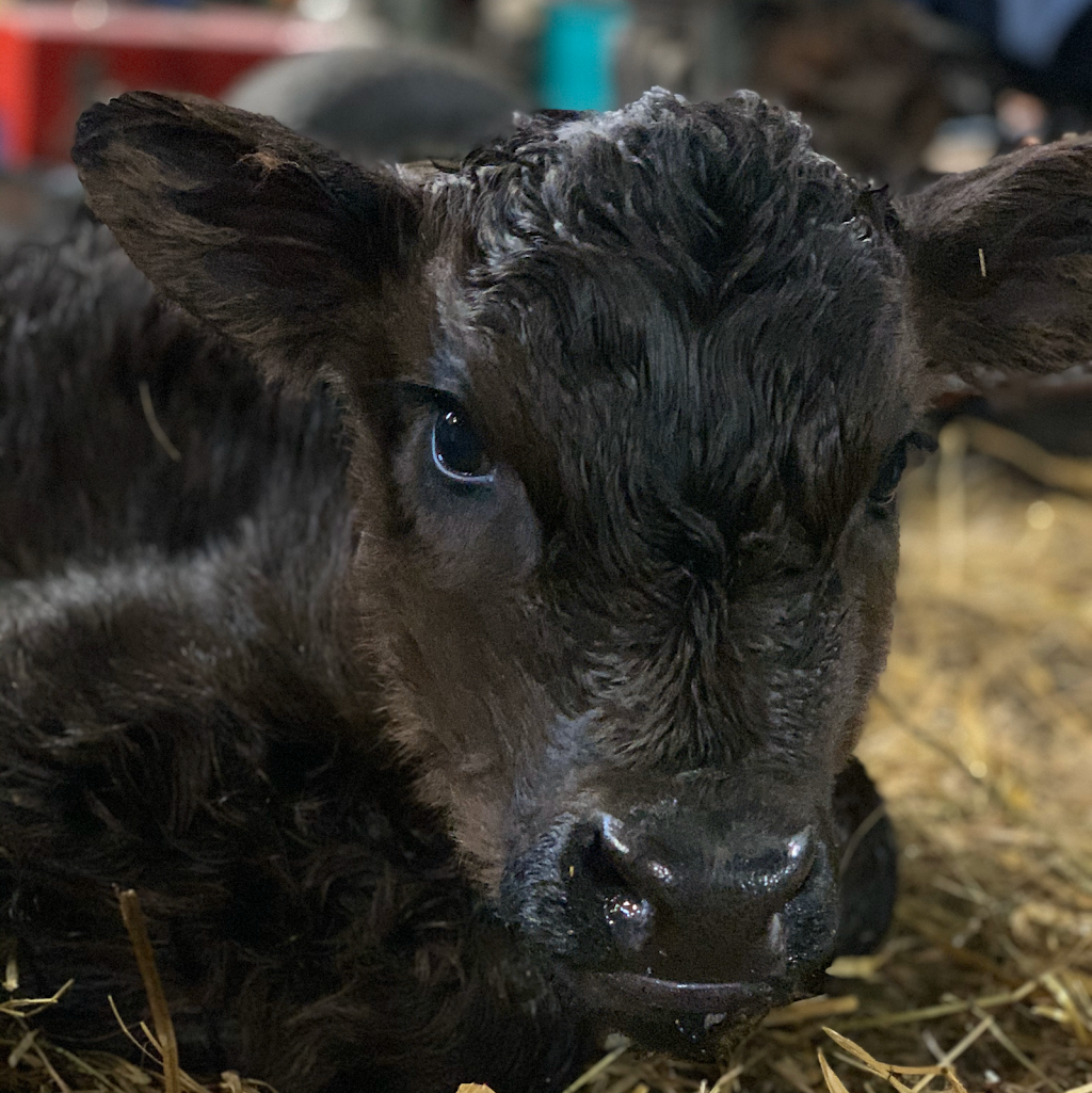 Hoven Farms Grass Finished Organic Beef | RR3, Eckville, AB T0M 0X0, Canada | Phone: (403) 302-2748