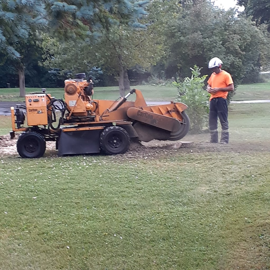 Loves Tree Removal | 60 Boyd Rd, Marmora, ON K0K 2M0, Canada | Phone: (613) 473-0628