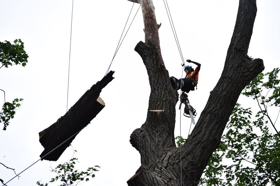 Wight Tree Service Inc | 52 Bethel Sideroad, Keswick, ON L0E 1R0, Canada | Phone: (289) 231-9274