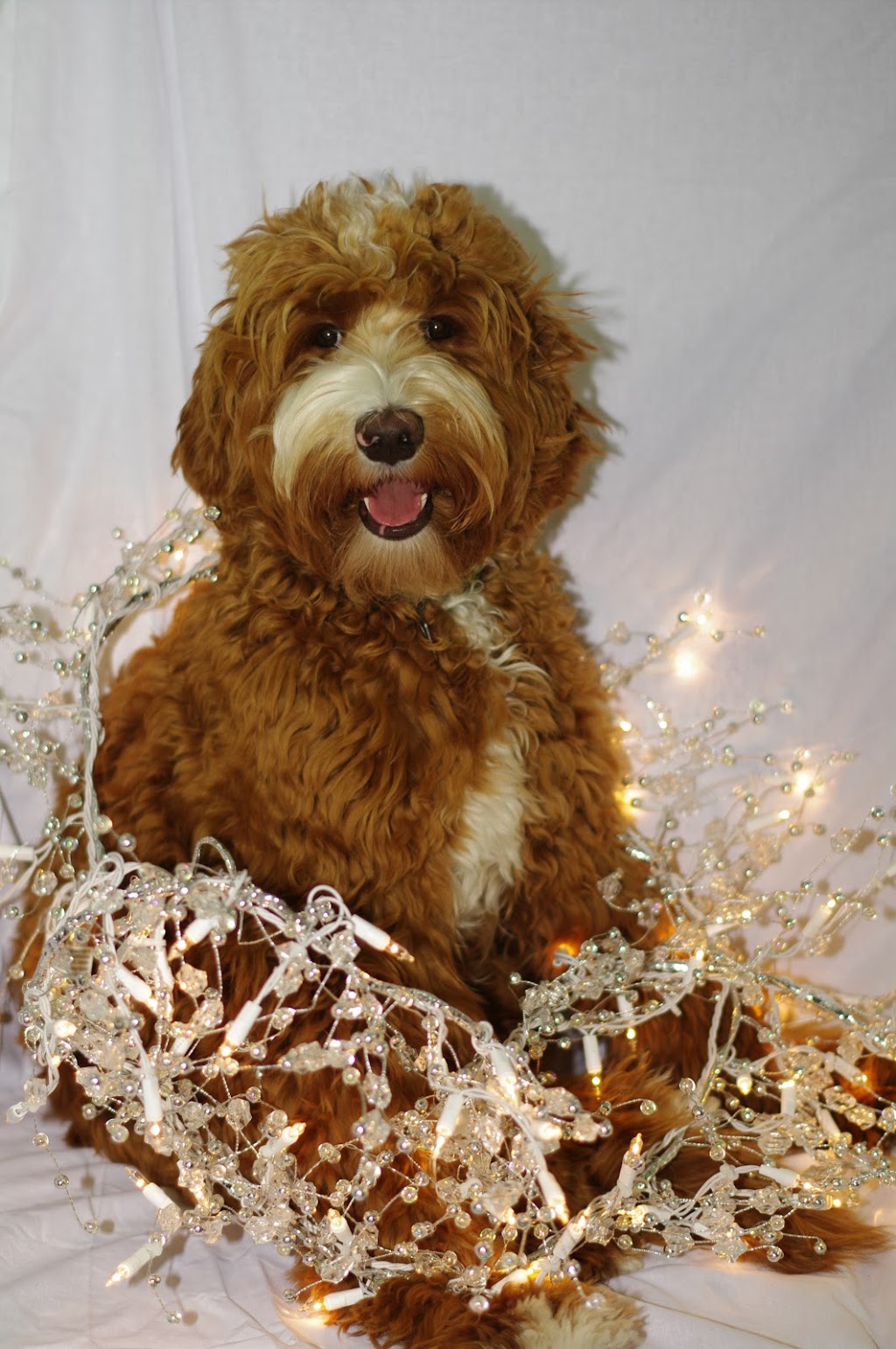 Wildflower Labradoodles | 1398 Goldenrod Dr, Sorrento, BC V0E 2W1, Canada | Phone: (250) 803-6504