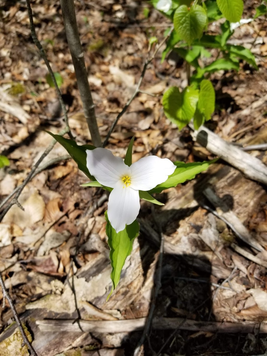 Lindsay Tract Trail | Northern Bruce Peninsula, ON N0H 1X0, Canada | Phone: (800) 268-3838