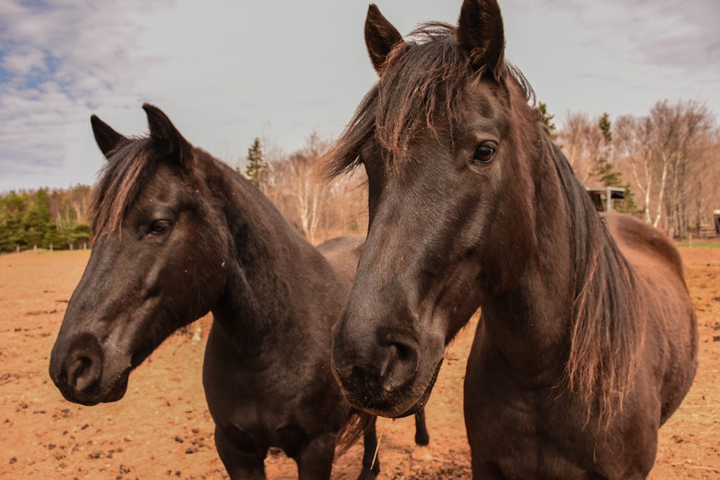 Caroline LeBlanc, Serene View Ranch | 174 Pickles Ln, Pickles lane, PE C1B 0P2 (mailing address PO Box 24076, Stratford, PE C1B 2V5, Canada | Phone: (902) 393-3829