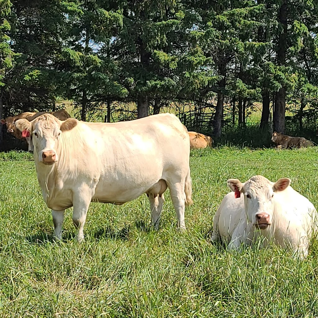 HEJ Charolais | 35137 Rge Rd 283, Red Deer County, AB T4G 0M6, Canada | Phone: (403) 227-2824