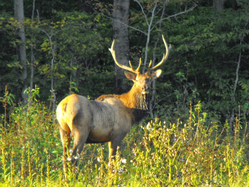 Pourvoirie Genessee | 200, chemin des Sucreries, LAnge-Gardien, QC G0A 2K0, Canada | Phone: (418) 953-4379