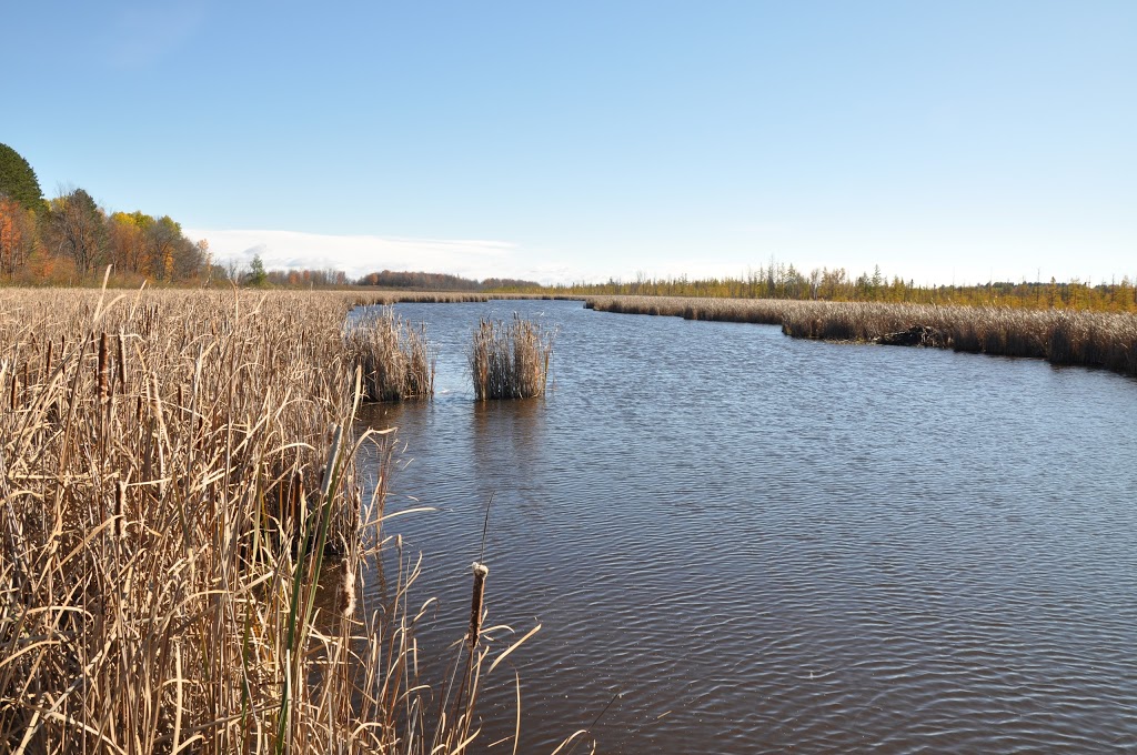 Mer Bleue Bog Trail | Ridge Rd, Ottawa, ON K0A 2Y0, Canada | Phone: (613) 239-5000