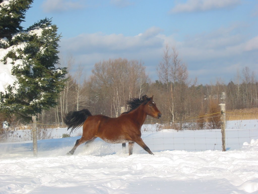 Ferme D.Campagna | 345 Chem. de Fitch Bay, Magog, QC J1X 0Z5, Canada | Phone: (819) 588-1341