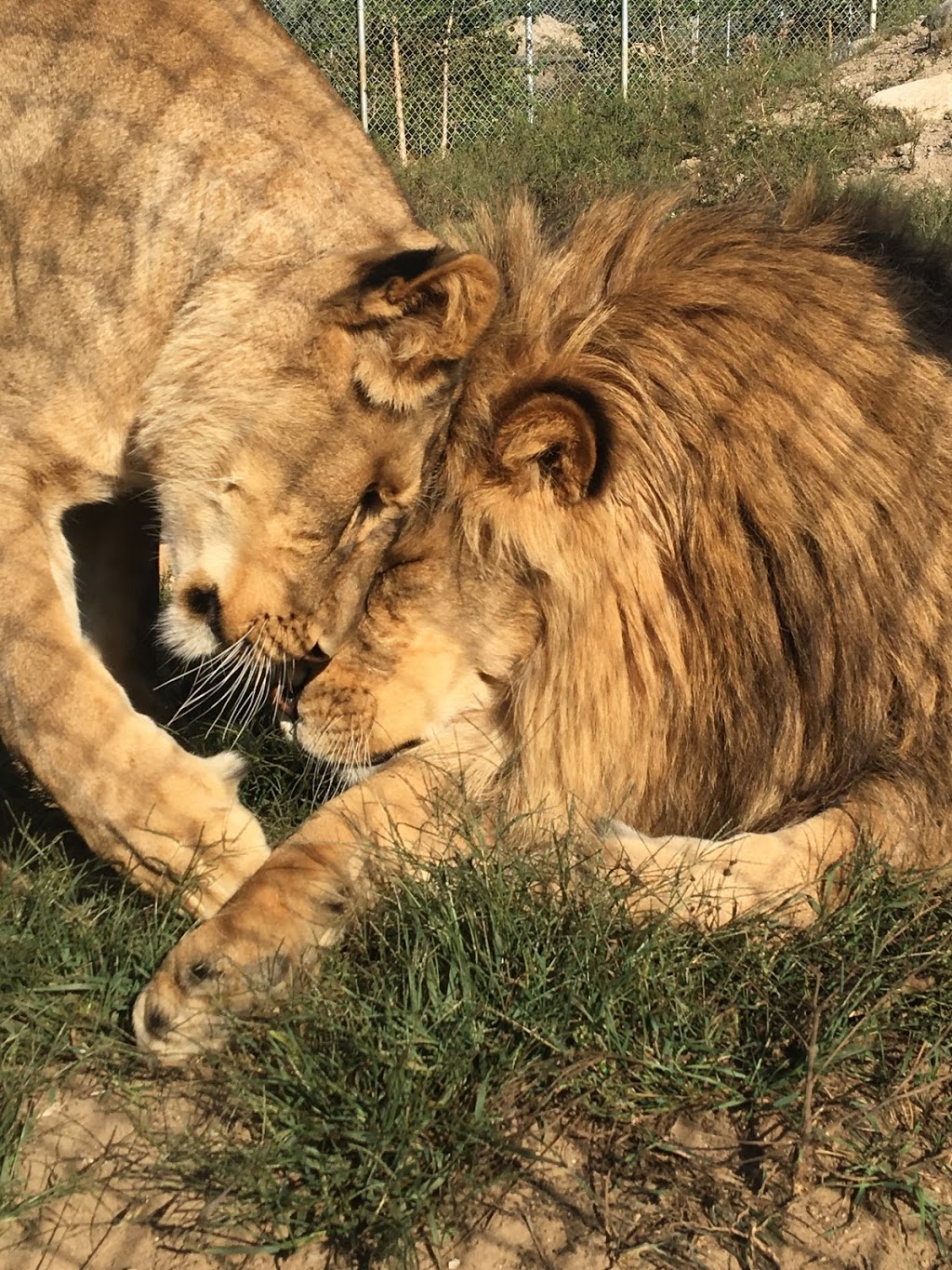 Zoo St-Édouard | 3381 Rang des Chutes, Saint-Édouard-de-Maskinongé, QC J0K 2H0, Canada | Phone: (819) 268-5150