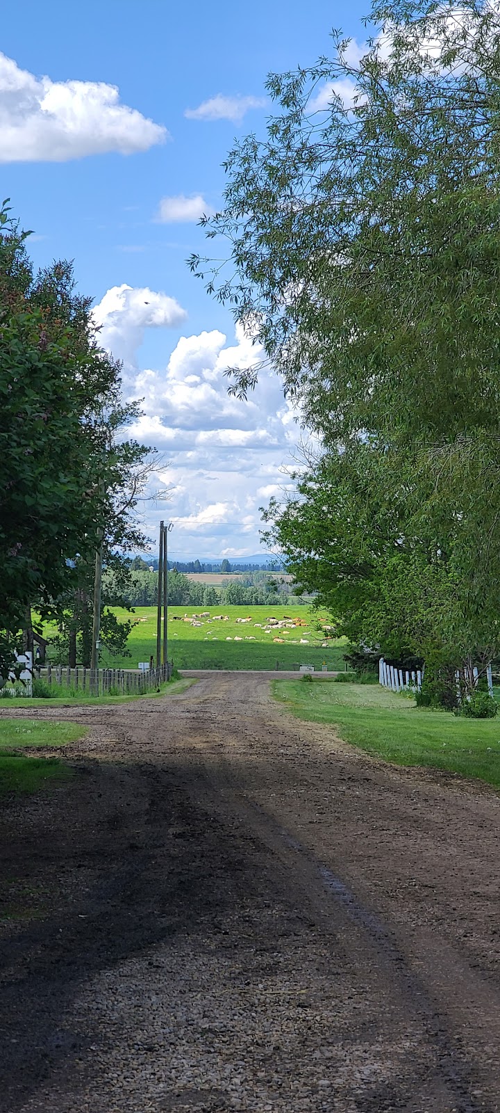 HEJ Charolais | 35137 Rge Rd 283, Red Deer County, AB T4G 0M6, Canada | Phone: (403) 227-2824