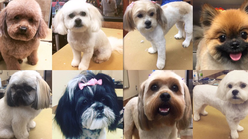 Charming Paws Grooming Studio | 3 Lynnwood Ave, Grimsby, ON L3M 2X5, Canada | Phone: (905) 570-4624