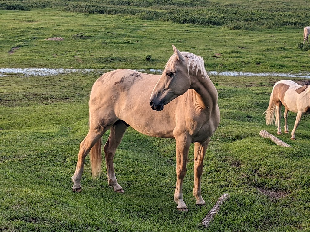 Heart Echo Equines | Range Rd 140, Killam, AB T0B 2L0, Canada | Phone: (780) 385-8816