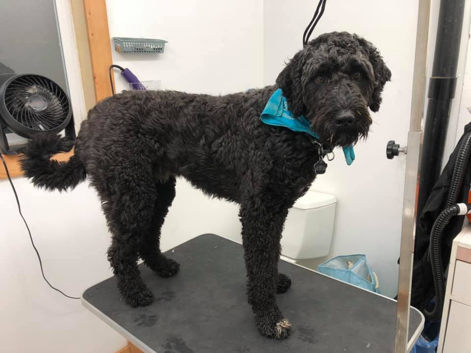 Mountain Dog Grooming | 3294 Colpman Rd, Duncan, BC V9L 6N5, Canada | Phone: (250) 858-4104