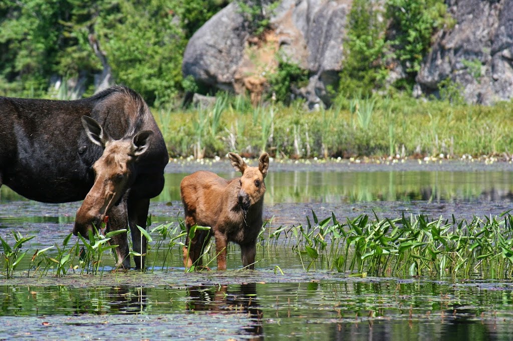 Canoe Algonquin | 1M0, 1914 Hwy 518, Kearney, ON P0A 1J0, Canada | Phone: (705) 636-5956