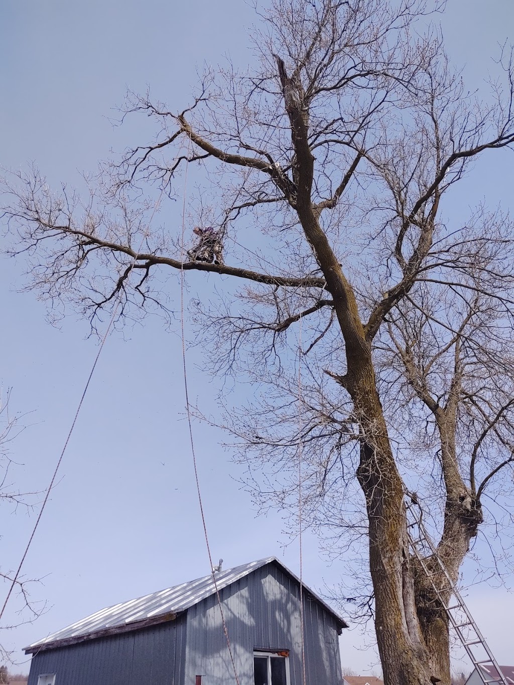 Arboriculture Du Nord | 32 Chem. du Lac Maillé, Saint-Hippolyte, QC J8A 1J8, Canada | Phone: (450) 438-9014