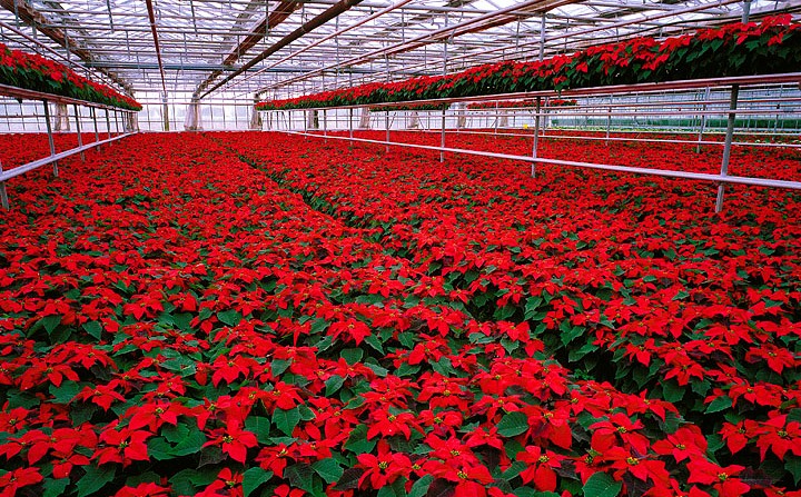 Hilltop Greenhouses Wholesale | 1840 Burnside Rd W, Victoria, BC V9E 1H6, Canada | Phone: (250) 479-3695