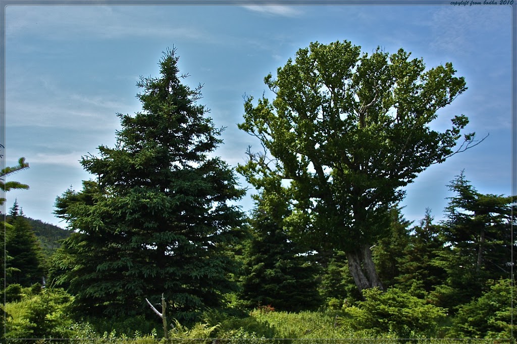 OReilly House Museum | 48 Orcan Dr, Placentia, NL A0B 2Y0, Canada | Phone: (709) 227-5568