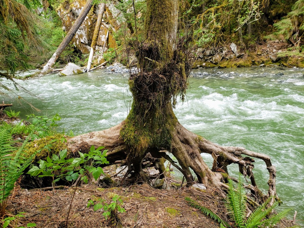 Siqurd Valley Trail Trailhead | Ashlu Rd, Brackendale, BC V0N 1H0, Canada