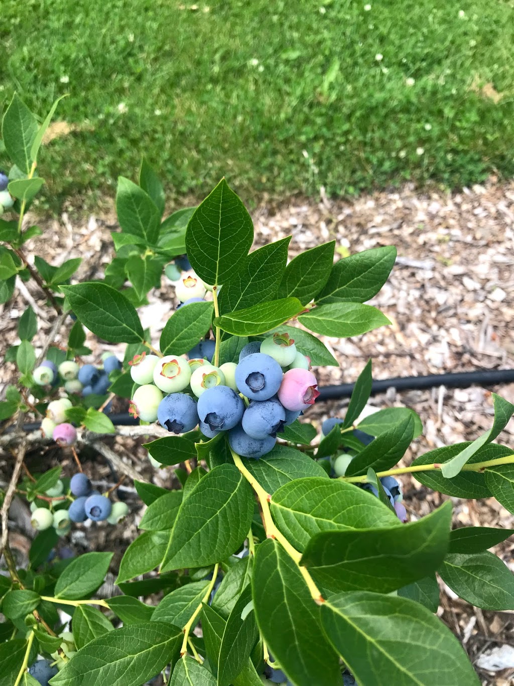 Bleuetière Maryse Bélisle | 180 12e Rang N, Saint-Nazaire-dActon, QC J0H 1V0, Canada | Phone: (819) 392-2249