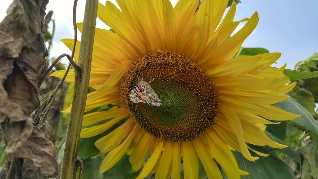 Nova Scotias Sunflower Maze | 792-1338, Nova Scotia Trunk 1, Falmouth, NS B0P 1L0, Canada | Phone: (902) 790-0542