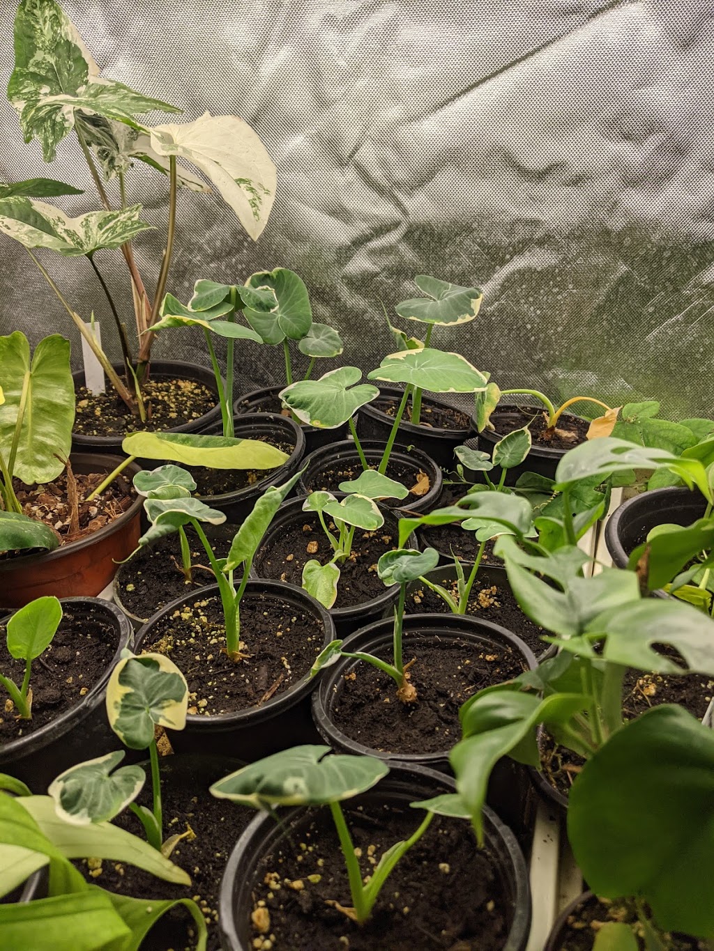 Serre Brugmansia-Québec (Ouvert sur rendez-vous seulement) | 1147 Terrasse Bellevue, Saint-Valérien-de-Milton, QC J0H 2B0, Canada | Phone: (450) 521-1997