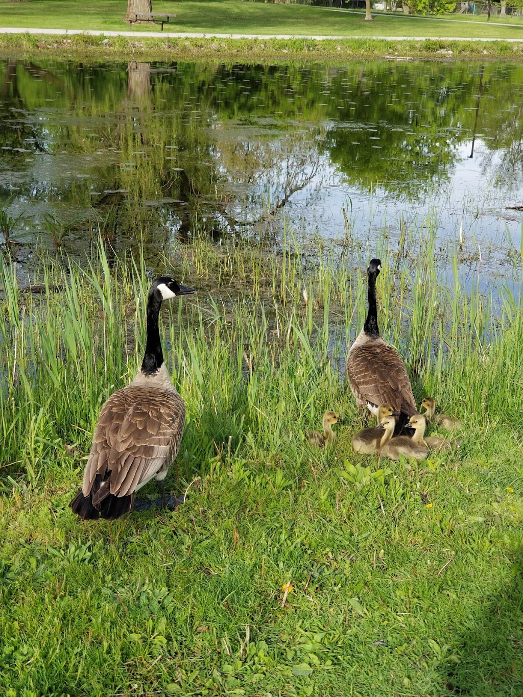 Sadlers Pond Nature Park | 182 Forest Ave, Essex, ON N8M 2G6, Canada | Phone: (519) 776-7336