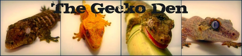 The Gecko Den | 114 Pauline Crescent, London, ON N6E 2L3, Canada | Phone: (226) 663-8004