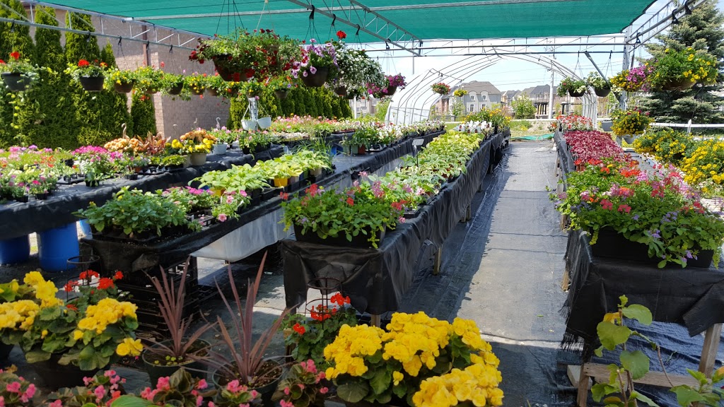 Mocon Greenhouses | 1879 Queen St W, Brampton, ON L6Y 0B6, Canada | Phone: (905) 450-7474