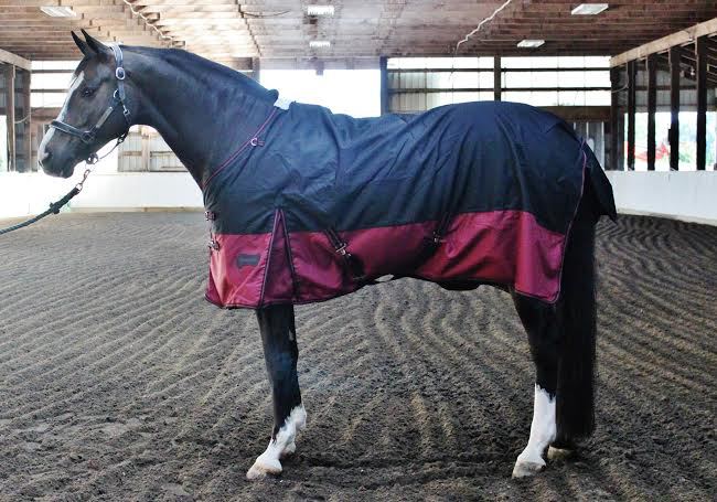 Champion Horse Blankets | 12044 McIntyre Ct, Maple Ridge, BC V2X 8M8, Canada | Phone: (778) 513-5870