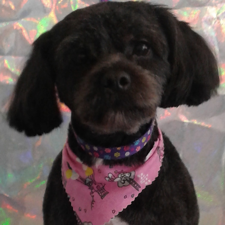 Rebeccas Pet Grooming at WestonMinster | 1282 Weston Rd, York, ON M6M 4W5, Canada | Phone: (647) 349-4774