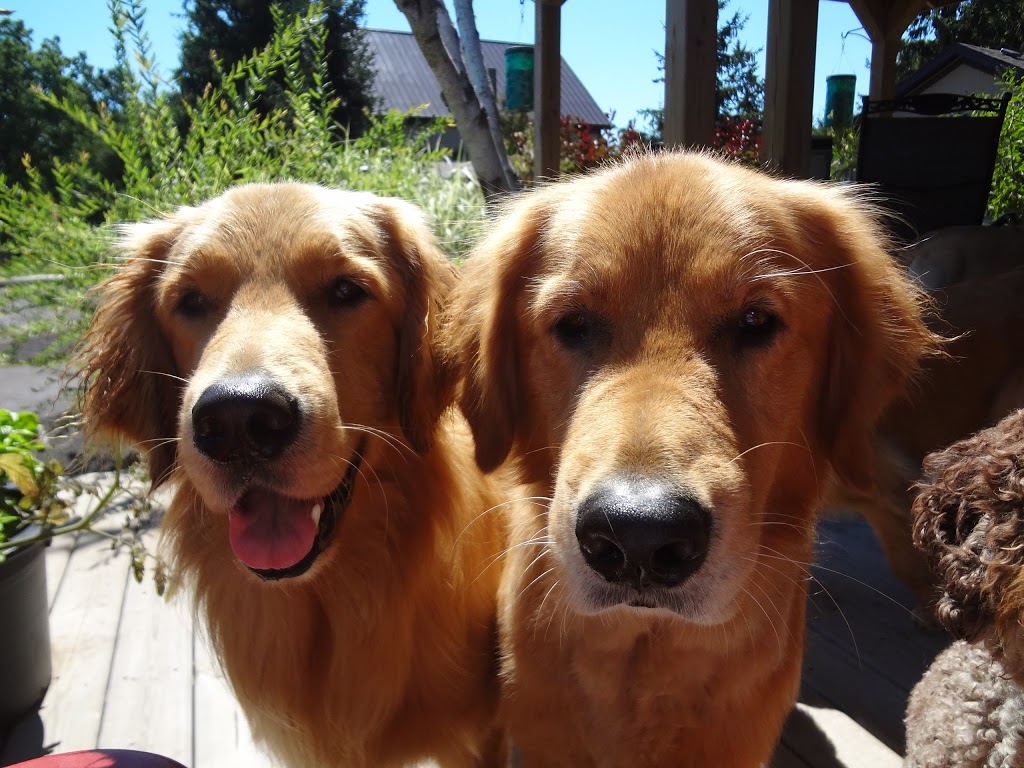 Best Friends Dog Walking & Pet Resort | 3922 Yonge St, Vineland, ON L0R 2C0, Canada | Phone: (905) 570-5471