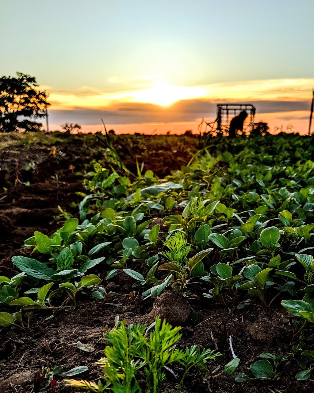 Black Market Produce | 460342 Rd 110 RR7, Markdale, ON N0C 1H0, Canada | Phone: (519) 986-4657