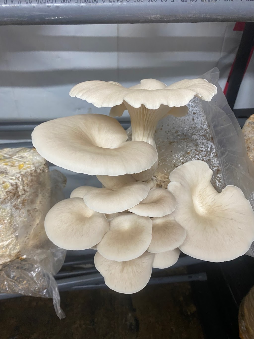 Charlotte mushroom | 245 Rte des Seigneurs, Saint-André-dArgenteuil, QC J0V 1X0, Canada | Phone: (450) 566-1372