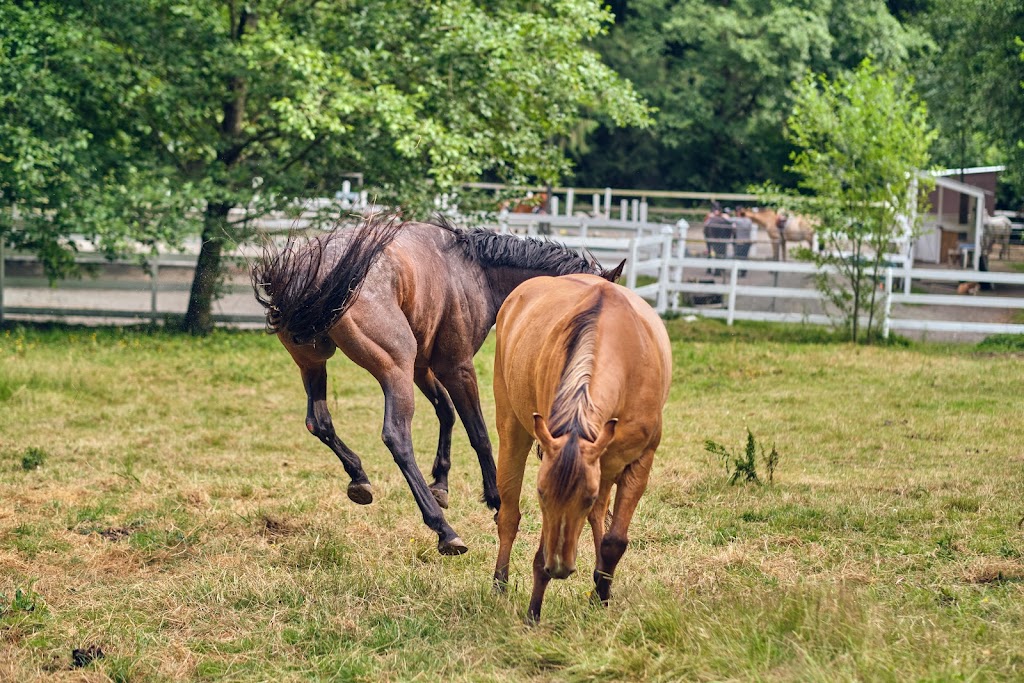 Brookside Stables | 343 Caldecote Rd, Victoria, BC V9E 2H3, Canada | Phone: (250) 217-6364