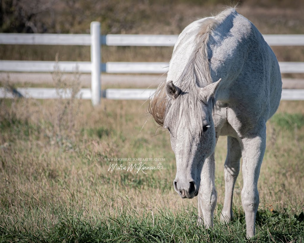 Hoofbeat to Heartbeat - Marie McKinnon Portraiture | 255010 Range Road 235, AB T1P 0L7, Canada | Phone: (587) 892-4689