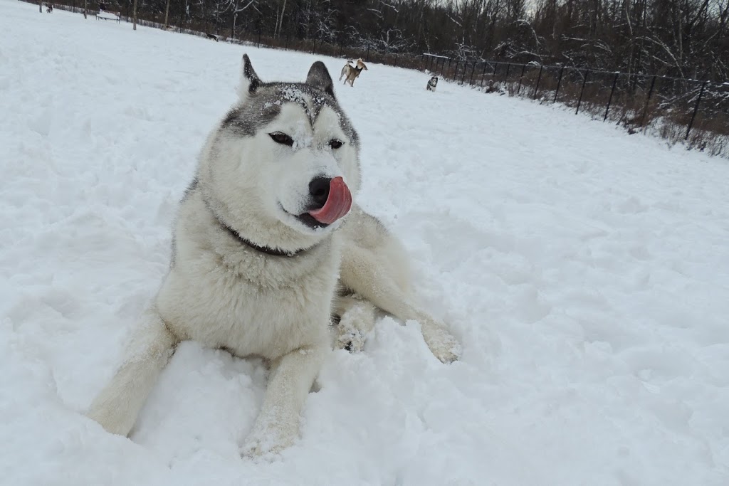 Dogs at Camp GTA - 100 Acres - Hiking & Swimming! | 20850 Marsh Hill Rd, Uxbridge, ON L9P 1R3, Canada | Phone: (905) 862-0273