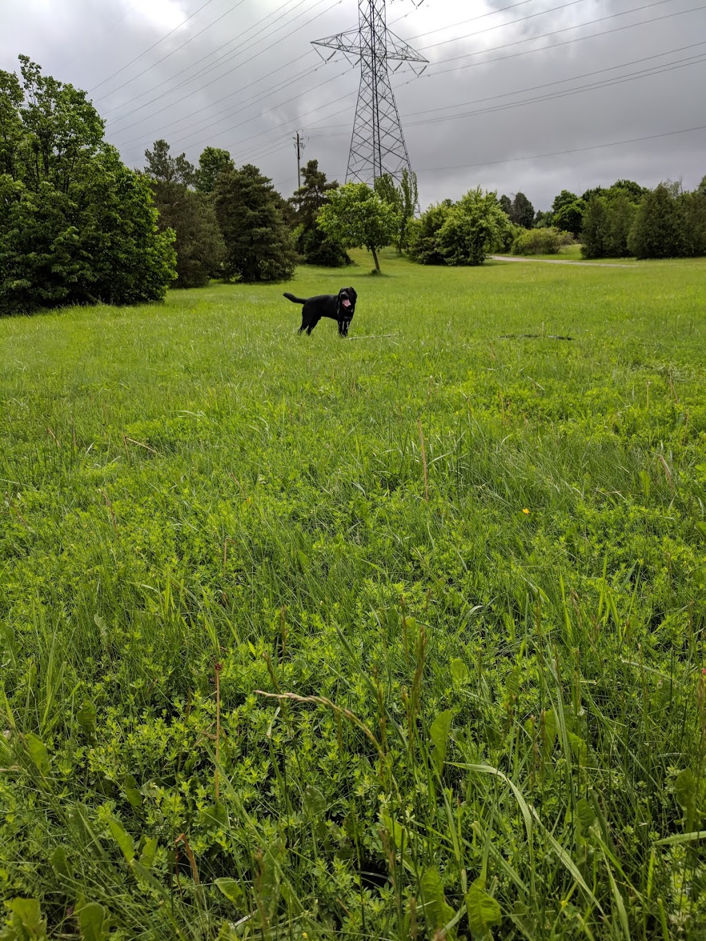 Forest Heights Trail Corridor | 86 Toynbee Crescent, Kitchener, ON N2N 1R9, Canada