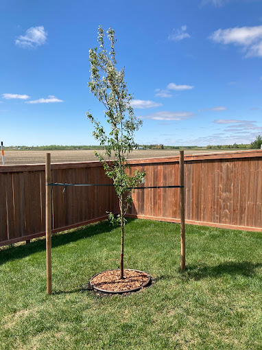 Green Drop Tree Care | 6660 Taylor Dr. #105, Red Deer, AB T4P 1Y3, Canada | Phone: (833) 928-8733