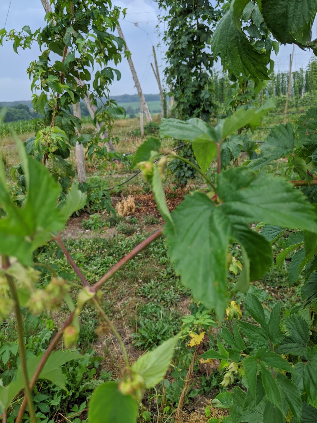 The Tavistock Hop Company | Perth County Line 26, Perth East, ON N0B 2R0, Canada | Phone: (519) 502-2943