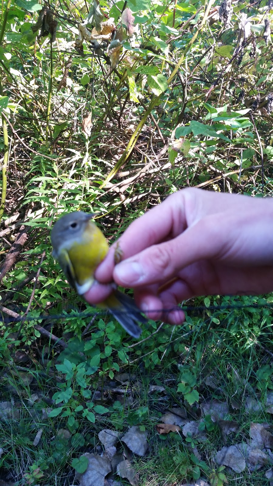 Long Point Bird Observatory | 13 Old Cut Blvd, Port Rowan, ON N0E 1M0, Canada | Phone: (519) 586-3531