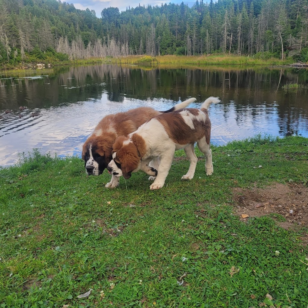 Pension canine du Fjord | 1551 Rte de Tadoussac, Saint-Fulgence, QC G0V 1S0, Canada | Phone: (418) 812-6707