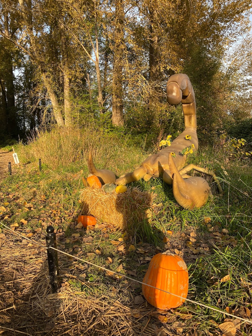 The Pumpkin Patch at Richmond Country Farms | 12900 Steveston Hwy, Richmond, BC V6W 1A3, Canada | Phone: (604) 274-0522