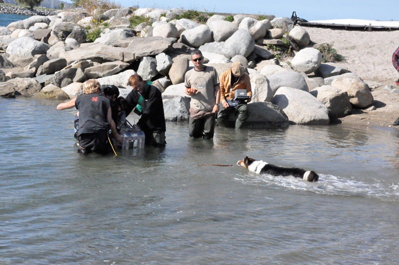 Canine Co-Stars Training | 27442 16 Ave, Aldergrove, BC V4W 2C6, Canada | Phone: (604) 856-1511