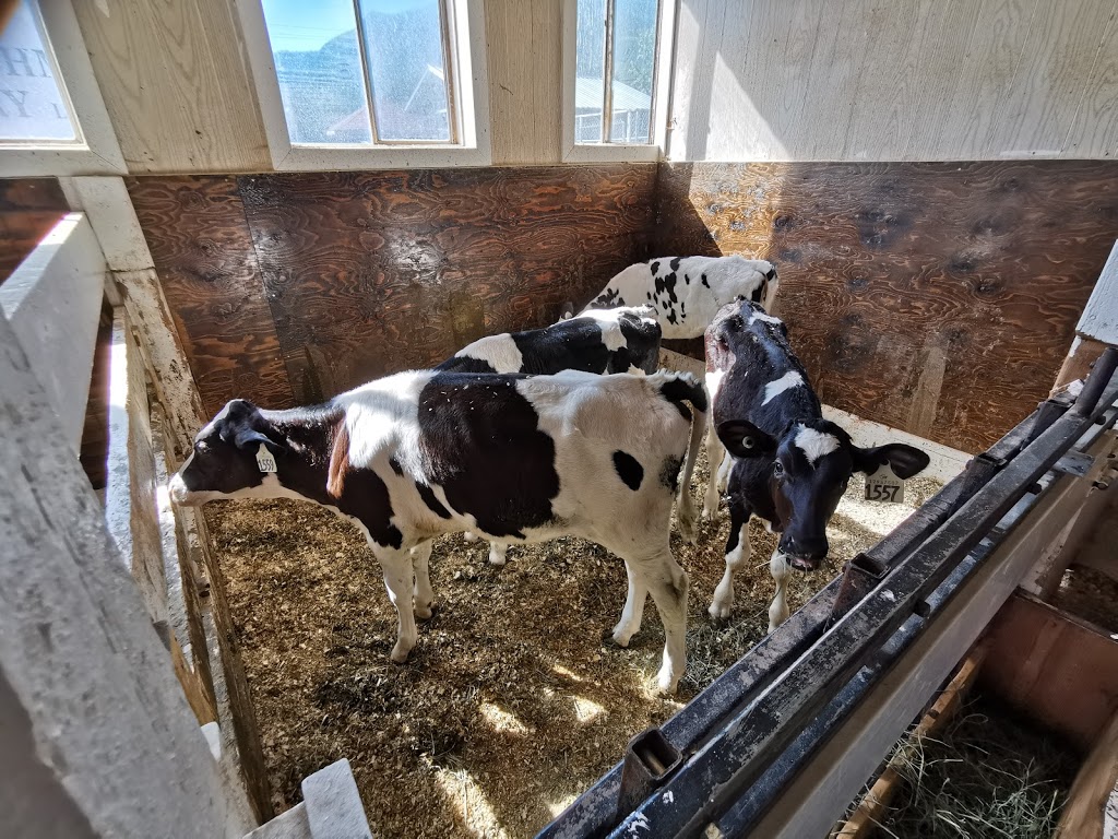 D Dutchmen Dairy Ltd | 1321 Maier Rd, Sicamous, BC V0E 2V1, Canada | Phone: (250) 836-4304