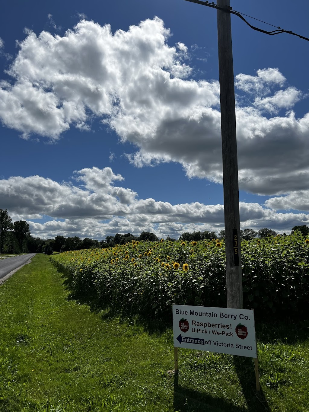 Blue Mountain Berry Co. | 220 Victoria St S, Thornbury, ON N0H 2P0, Canada | Phone: (519) 377-0551